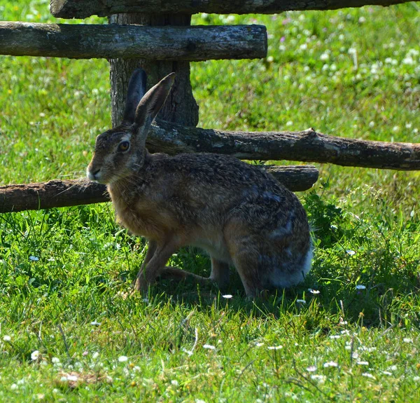 Молодий Кролик Траві — стокове фото