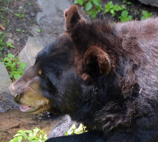 Wilder Braunbär Wald — Stockfoto