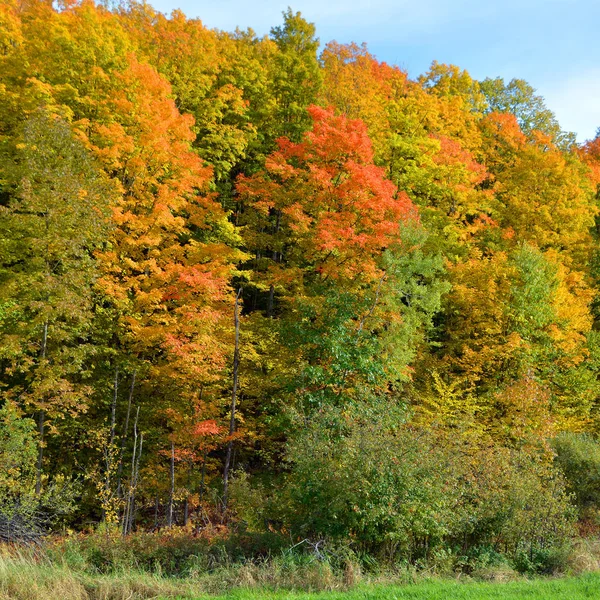 紅葉の美しい山の風景 — ストック写真