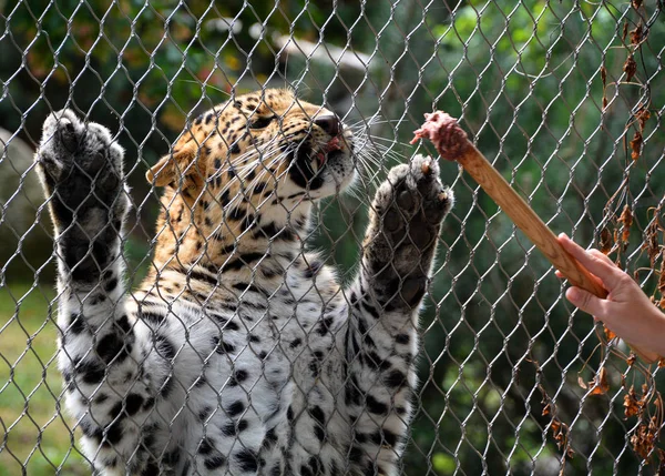 越过栅栏的猎豹是原产于俄罗斯东南部普里莫耶地区和中国东北部吉林省的猎豹亚种 — 图库照片