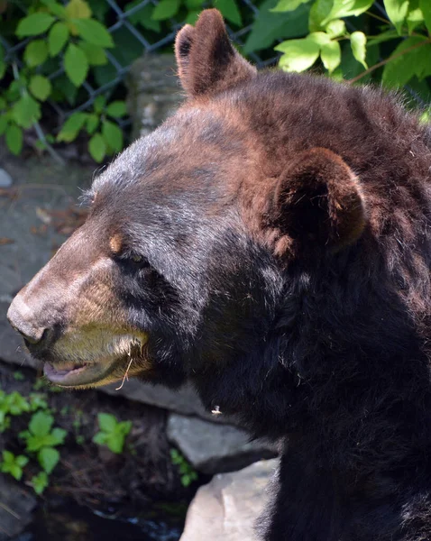 Urso Marrom Selvagem Zoológico — Fotografia de Stock