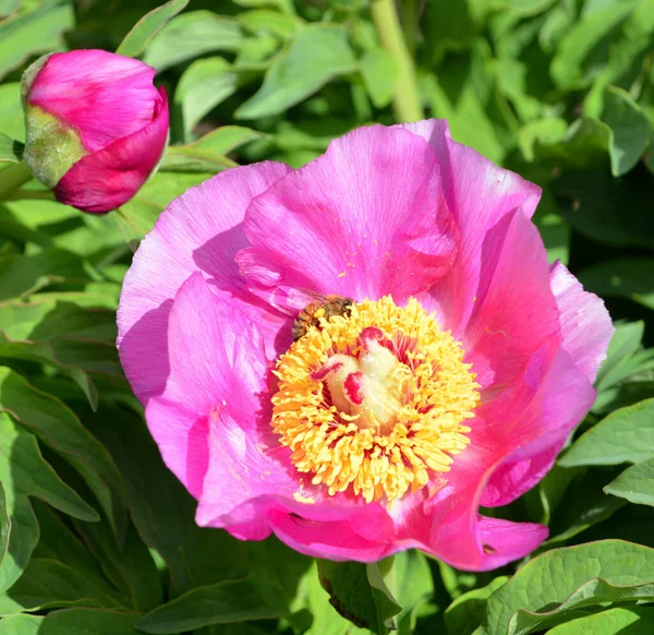 Rosa Selvagem Rosa Flor — Fotografia de Stock
