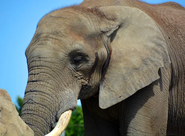 Los Elefantes Africanos Son Elefantes Del Género Loxodonta Género Está — Foto de Stock