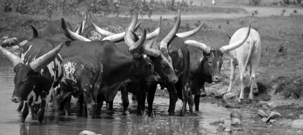 Ankole Watusi Amerikan Sığırlarının Modern Bir Türüdür Orta Afrika Daki — Stok fotoğraf
