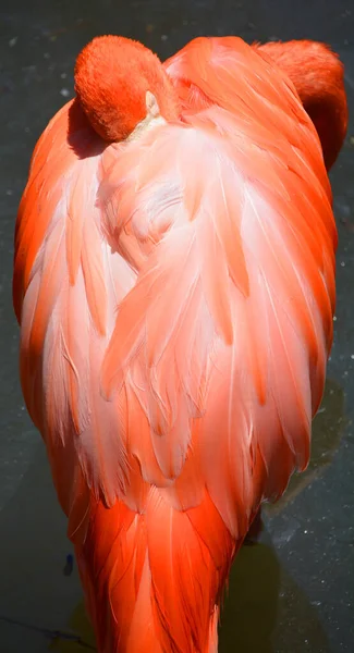 Los Flamencos Flamencos Son Tipo Ave Zancuda Único Género Familia — Foto de Stock