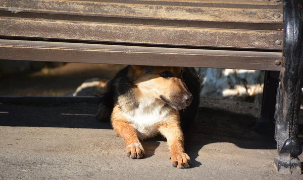 公園のベンチの下に犬がいて — ストック写真