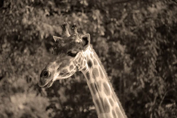 Girafe Est Animal Terrestre Haut Monde Peut Atteindre Mètres Haut — Photo