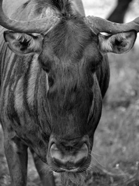 Cabeza Vaca Una Granja — Foto de Stock