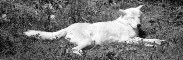 北极狼或极地白狼是灰狼的亚种 灰狼是金丝雀科的哺乳动物 北极狼居住在加拿大北极 阿拉斯加和格陵兰 — 图库照片