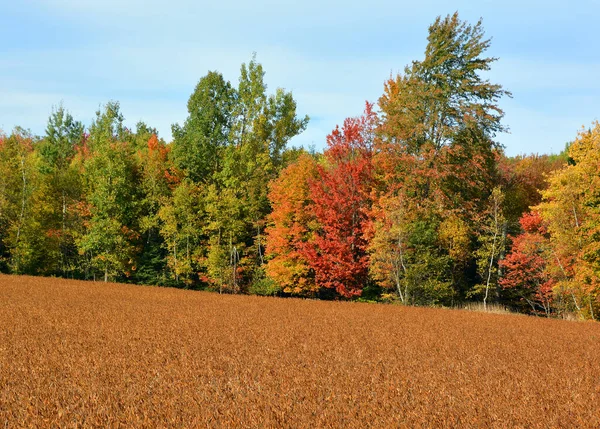 Hermoso Paisaje Montaña Otoño Con Árboles Coloridos —  Fotos de Stock