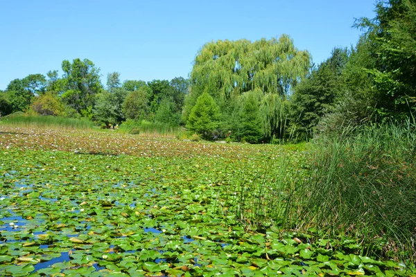 Schöner Frühlingsgarten Mit Blauem Himmel — Stockfoto