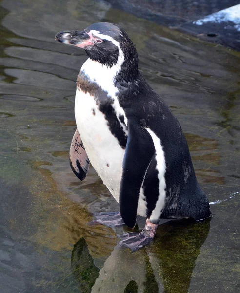 Pinguine Bei Sonnigem Tag Zoo — Stockfoto