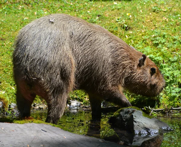 Capybaran Den Största Gnagaren Världen Även Kallad Chiguire Det Medlem — Stockfoto