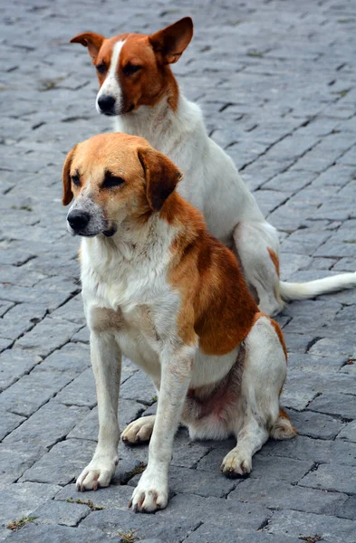 Retrato Perro Sentado Calle Ciudad — Foto de Stock