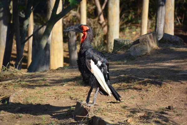 Südlicher Erdhornvogel Bucorvus Leadbeateri — Stockfoto