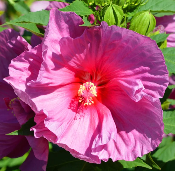 Flores Cor Rosa Primeiro Plano — Fotografia de Stock