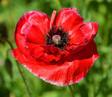 Bahçedeki güzel gelincik çiçeği