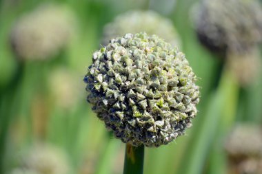 Yeşil kaktüse yakın çekim