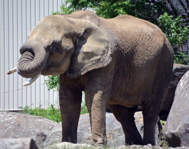 Afrika filleri Loxodonta cinsinin filleridir. Cins iki mevcut türe sahiptir: Afrika çalı fili, L. africana ve daha küçük Afrika orman fili.