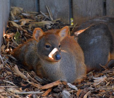 Bir dik-dik, doğu ve güney Afrika 'nın çalılıklarında yaşayan Madoqua cinsindeki dört küçük antilop türünden herhangi birine verilen isimdir..