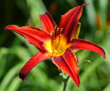 Bahçedeki kırmızı gerbera çiçeği