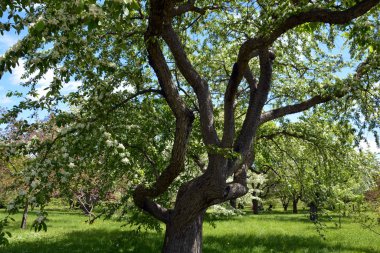 Şehir parkı şehrin dinlenme yeridir..