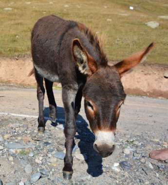 Gürcistan 'ın Kazbegi Bölgesi ve Rusya' nın Kuzey Osetya Cumhuriyeti sınırında yer alan Kafkasya 'nın Eşek Dağı' nın büyük dağları