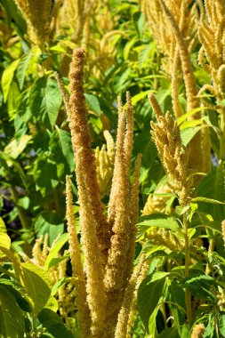 Genç bir ağacın yakınında.