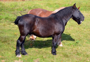 Atlar sonbahar otlaklarında otluyor.