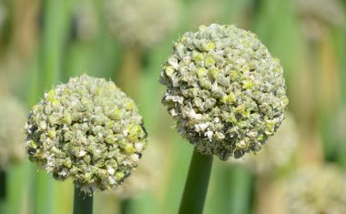 Yeşil kaktüse yakın çekim