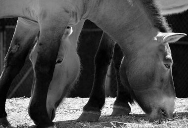 Przewalski 'nin Atı ya da Dzungarian Atı, Orta Asya' nın bozkırlarında, özellikle Çin ve Moğolistan 'da yaşayan nadir ve nesli tükenmekte olan bir vahşi at alt türüdür.