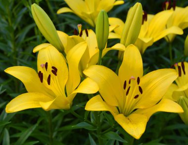 canlı sarı zambak çiçekleri