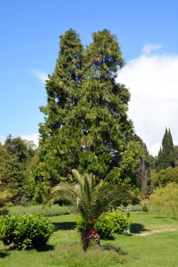 Parktaki yeşil ağaç