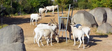 Scimitar Afrika antilobu (