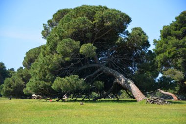 Yazın bir park manzarası
