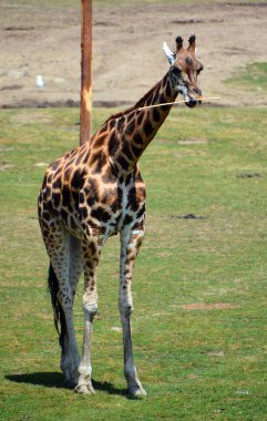 Yeşil çimenlikteki zürafa.