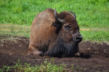 Bizonlar, Bovinae alt familyasındaki Bison cinsinde büyük, tek parmaklı ve tek ayaklıdır..