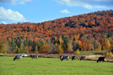 İnekler güneşli çayırlarda otluyor.