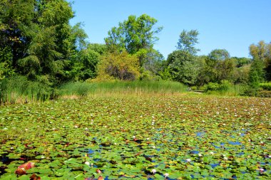 Parktaki renkli çiçekler..