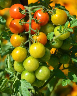 Bahçede taze portakal domatesleri