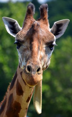 Zürafa (Giraffa camelopardalis), Afrika 'da yaşayan tek ayak parmaklı bir memeli türü..