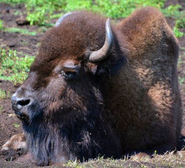 Bizonlar, Bovinae alt familyasındaki Bison cinsinde büyük, tek parmaklı ve tek ayaklıdır..