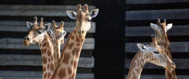 Zürafa dünyadaki en uzun kara hayvanıdır ve 5.5 metreye kadar büyüyebilir. Özellikle akasya yapraklarına düşkündür ve dikenlerin arasına kaymak için 45 cm uzunluğunda ince dilini kullanır.