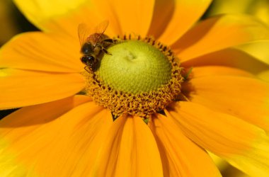 Ayçiçeği Close-Up