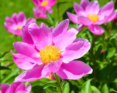 Althea, amfibik syriacus kapat.