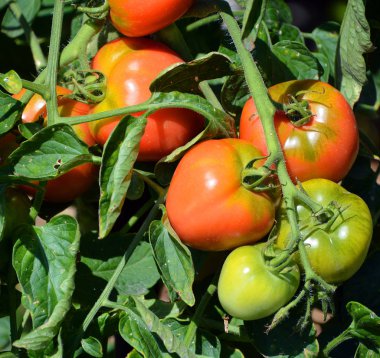 Bir dalda olgunlaşmış domatesler