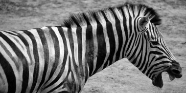 Burchell 'in zebrası ovaların güneyinde yaşayan bir zebra türüdür. Adını İngiliz kaşif William John Burchell 'dan almıştır. Yaygın isimler arasında bontequagga, Damara zebra ve Zululand zebrası yer almaktadır.