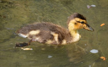 suyun içinde yaban ördeği.