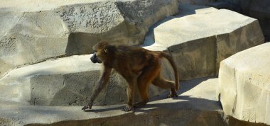 Babunlar, Afrika 'nın belirli bölgelerinde ve Arap Yarımadası' nda doğal olarak bulunan Cercopithecinae alt familyasının bir parçası olan Papio cinsine ait Eski Dünya maymunlarıdır.