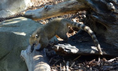 Hayvanat bahçesindeki maymun.